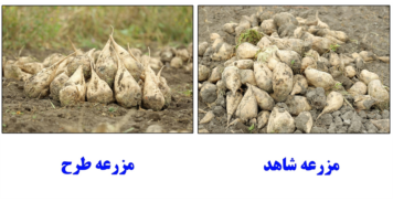 مزرعه طرح چغندرقند